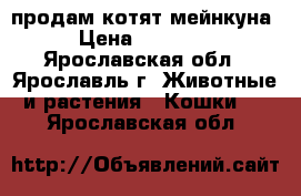 продам котят мейнкуна › Цена ­ 13 000 - Ярославская обл., Ярославль г. Животные и растения » Кошки   . Ярославская обл.